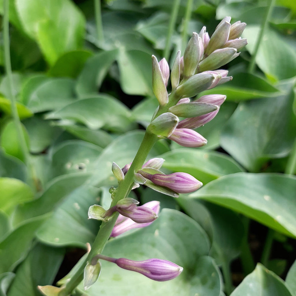 Hosta Funkie, Herzblattlilie