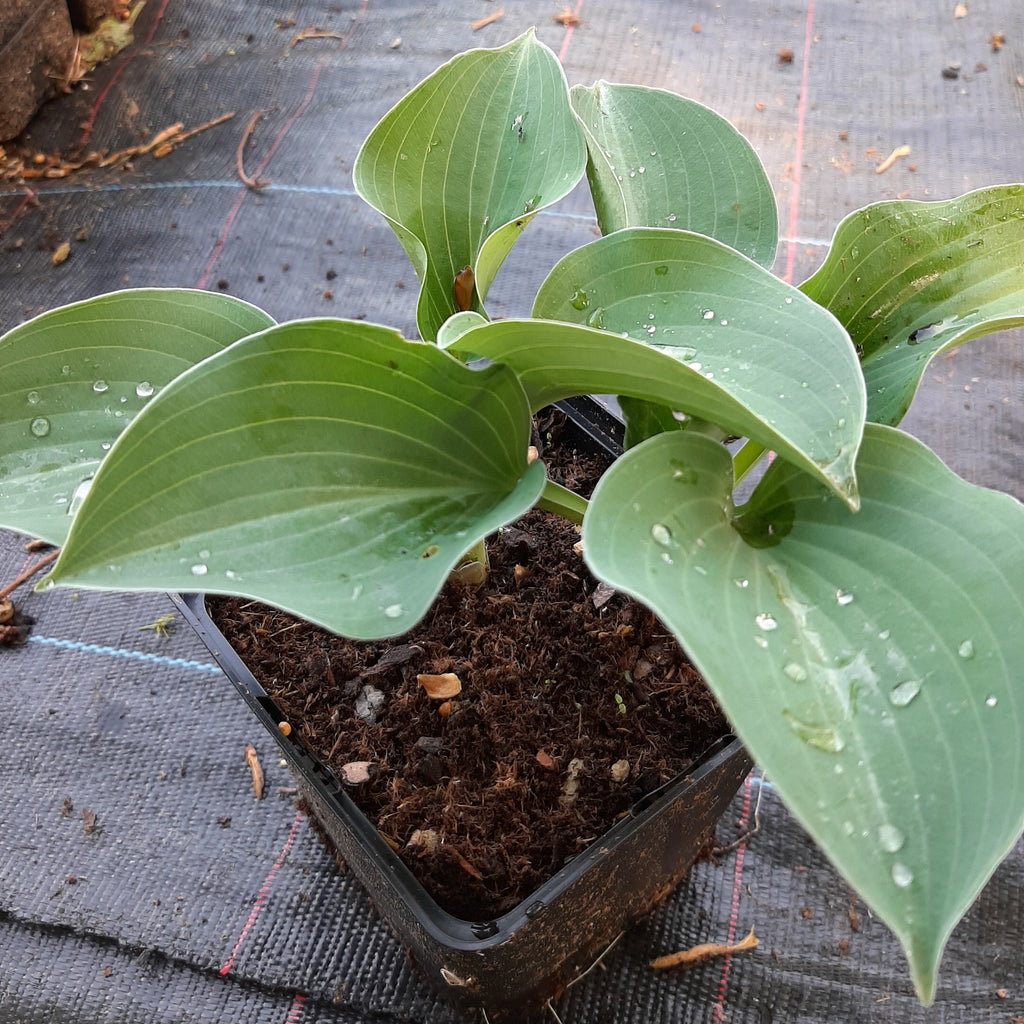 Hosta Funkie, Herzblattlilie