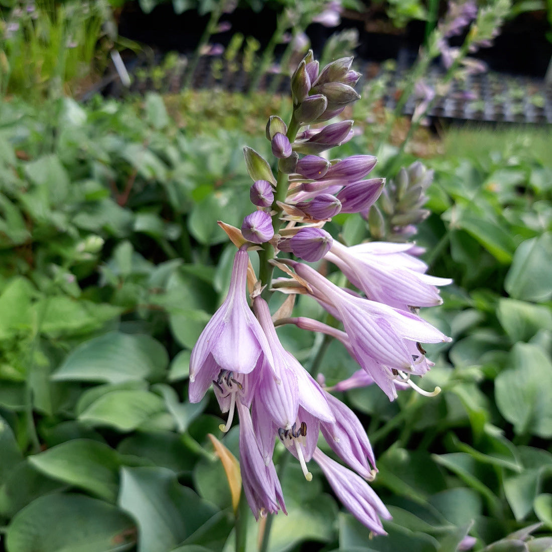Hosta tokudama 'Blue Mouse Ears'