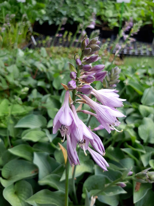 Hosta tokudama 'Blue Mouse Ears' Blaugraue Löffelblatt-Funkie