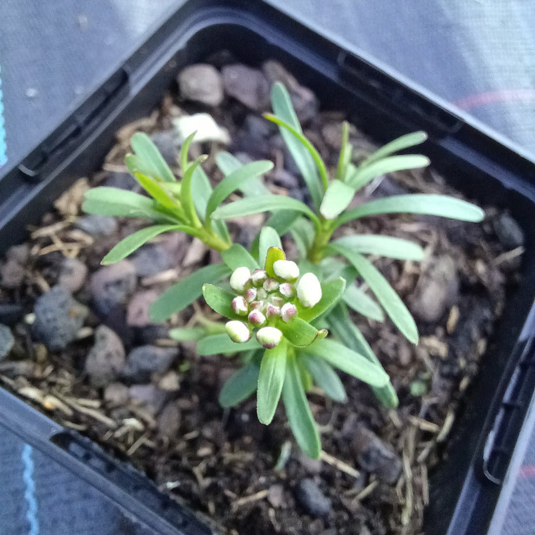 Iberis sempervirens 'Zwergschneeflocke' Immergrüne Schleifenblume im Topf