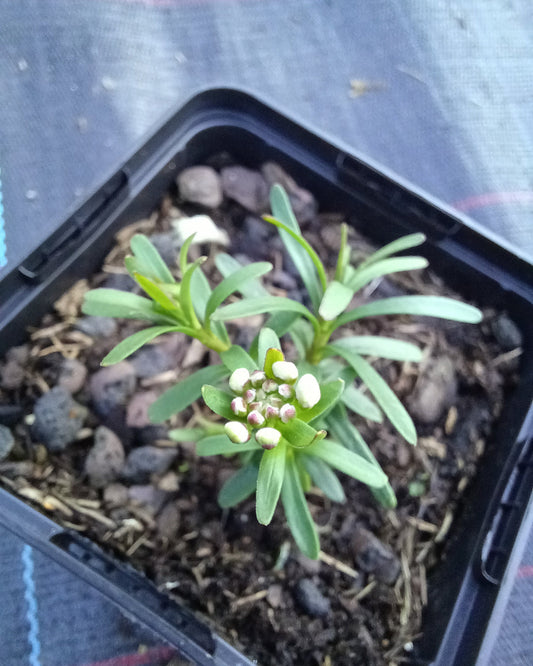 Iberis sempervirens 'Zwergschneeflocke' Immergrüne Schleifenblume im Topf