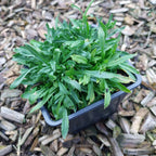 Jasione montana f. alba ‘White Delight’ Weißes Sandglöckchen