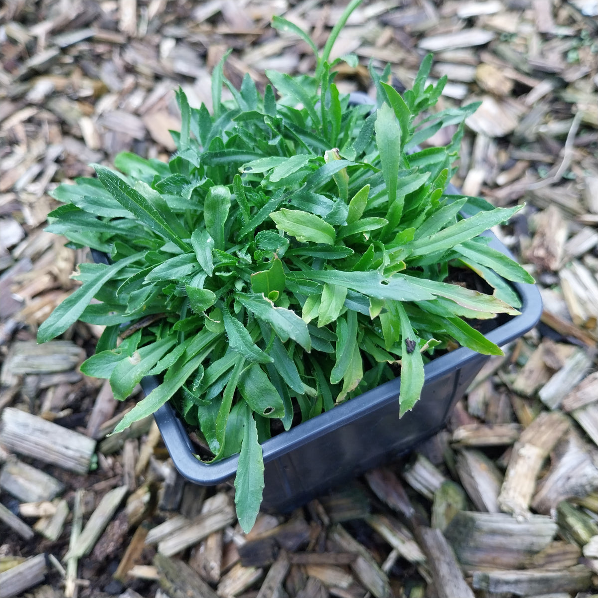 Jasione montana f. alba ‘White Delight’ Weißes Sandglöckchen
