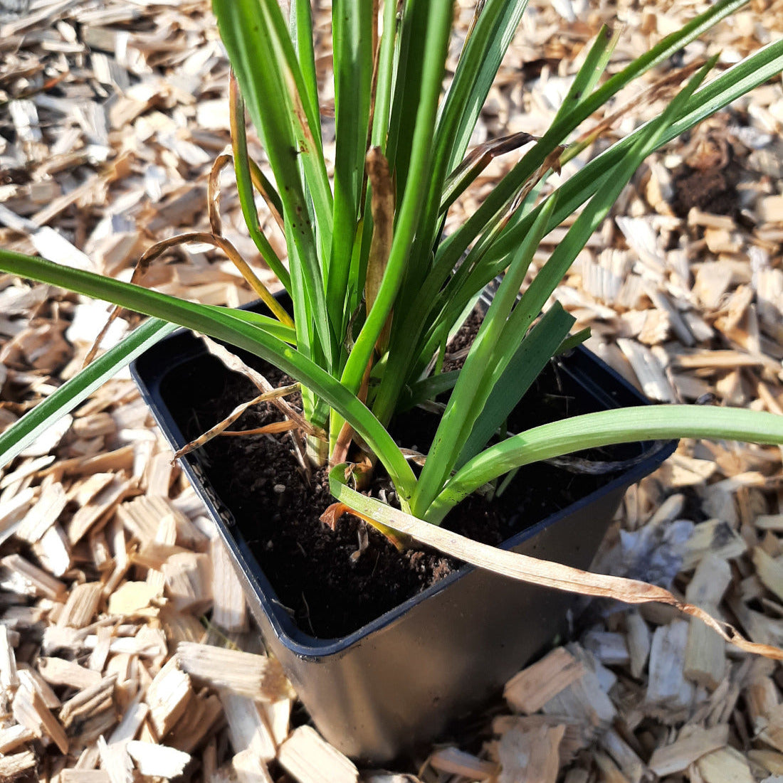 Kniphofia × praecox Fackellilie