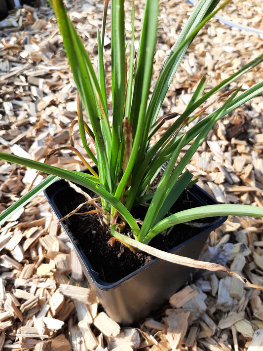 Kniphofia uvaria 'Grandiflora Mischung' Fackellilie