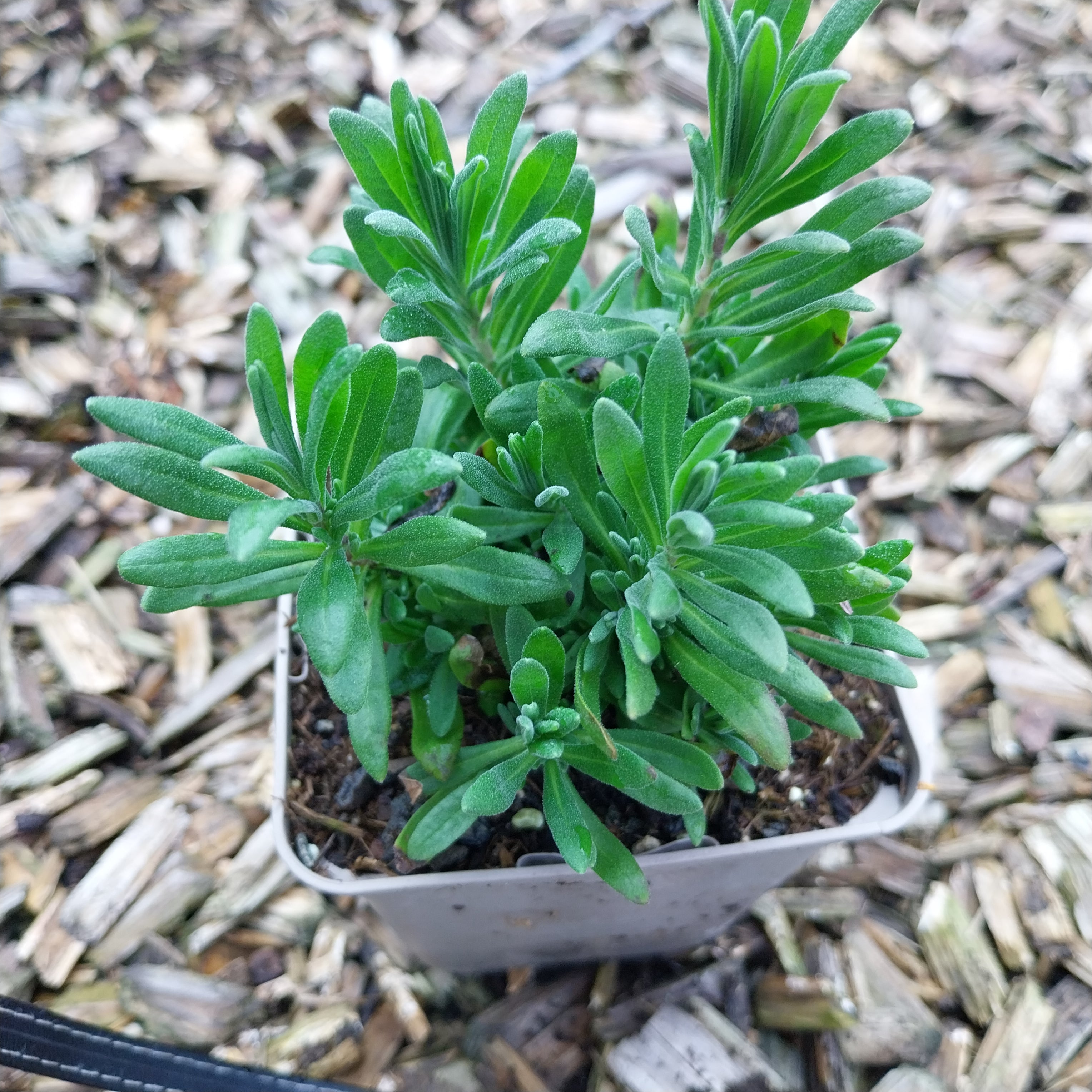 Lavandula angustifolia 'Alba' Weißblühender Lavendel