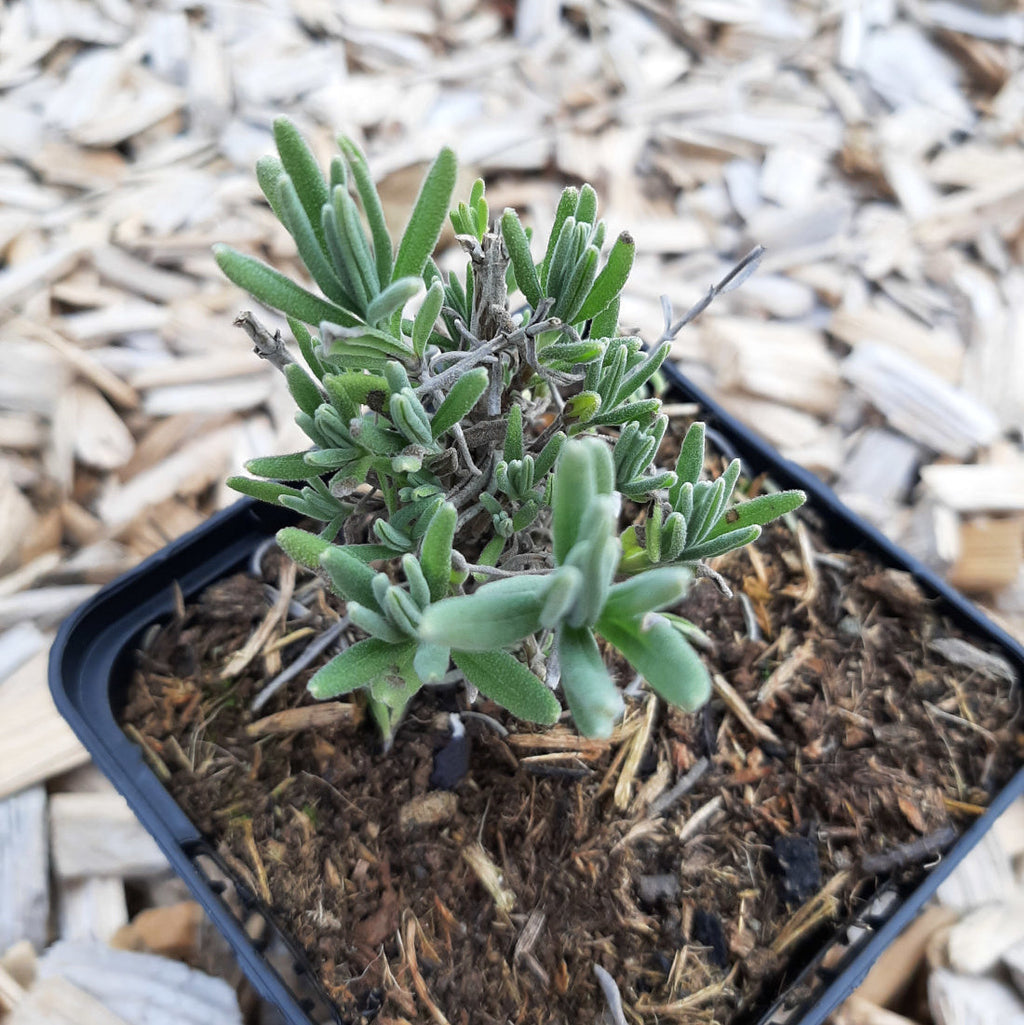 Lavandula angustifolia ‘Blue Mountain White’