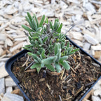 Lavandula angustifolia ‘Blue Mountain White’