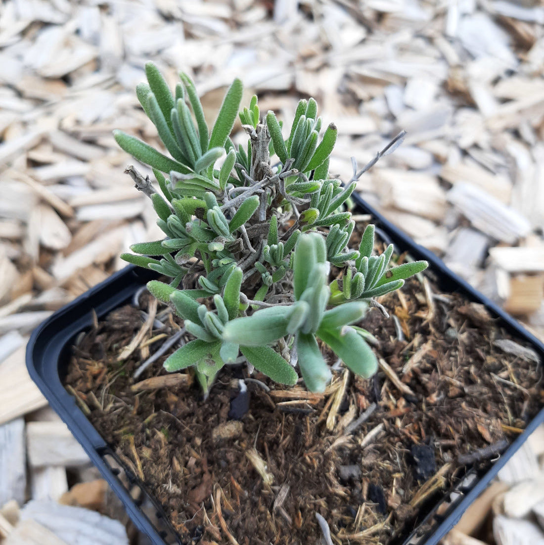 Lavandula angustifolia ‘Blue Mountain White’