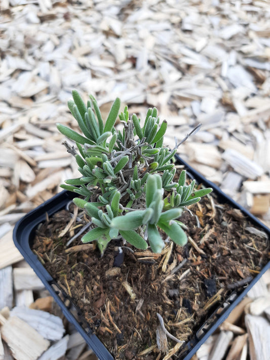 Lavandula angustifolia 'Blue Mountain White' Lavendel