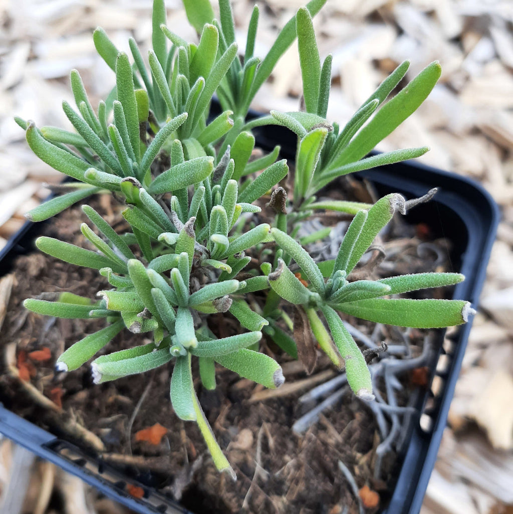 Lavandula angustifolia ‘Nana Alba’