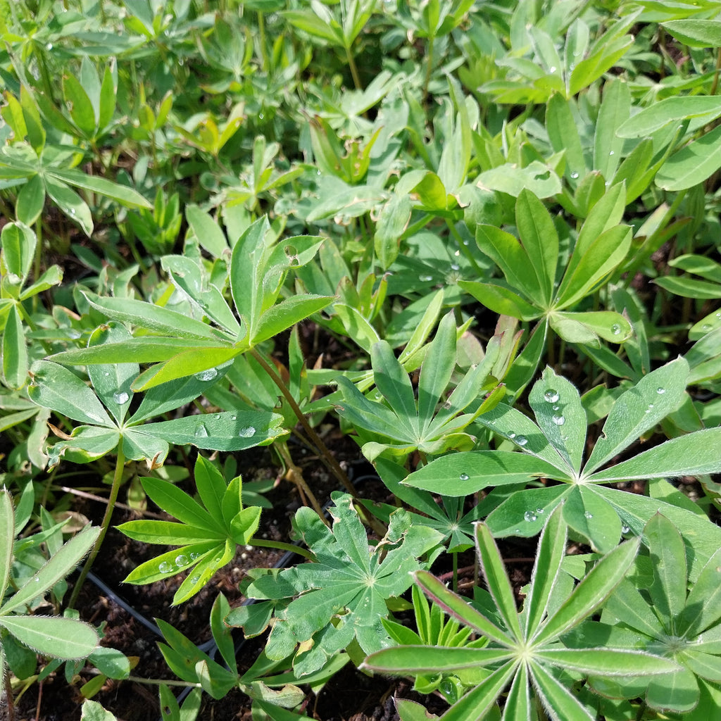Lupinus polyphyllus 'Edelknabe'