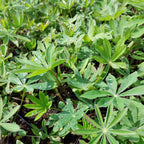 Lupinus polyphyllus 'Edelknabe'