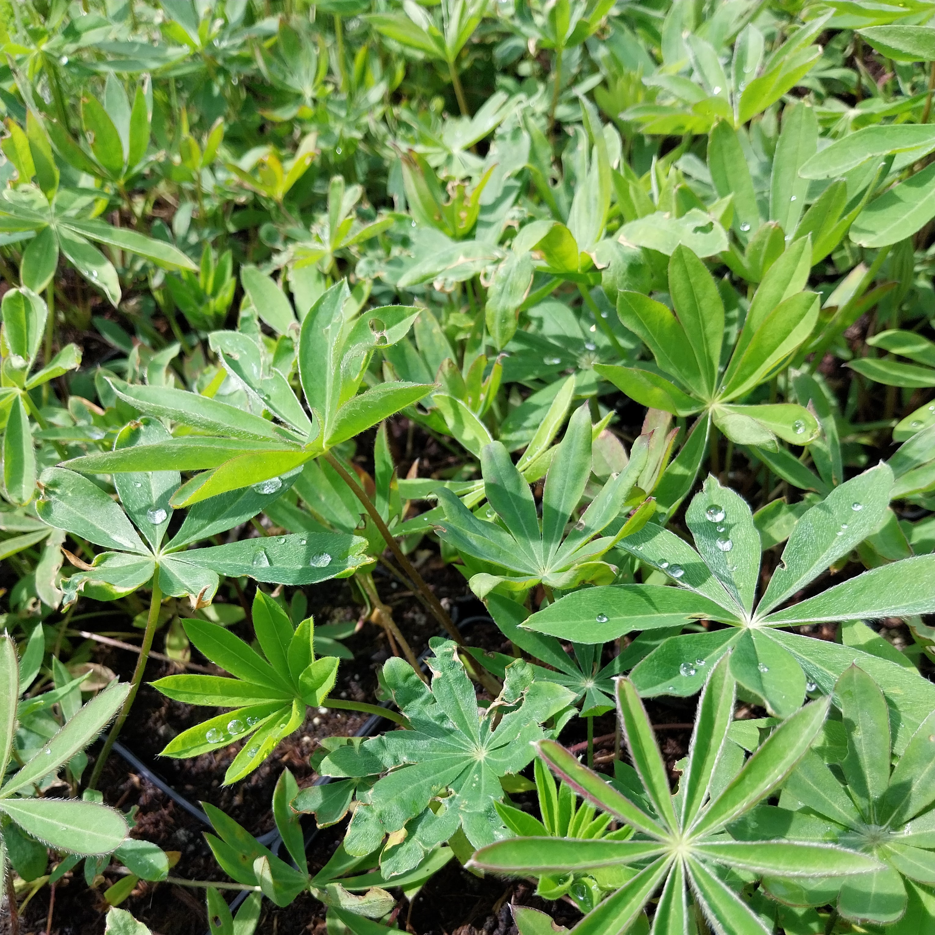 Lupinus polyphyllus 'Edelknabe'