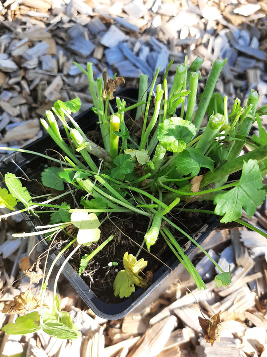 Malva moschata 'Rosea' Moschus-Malve