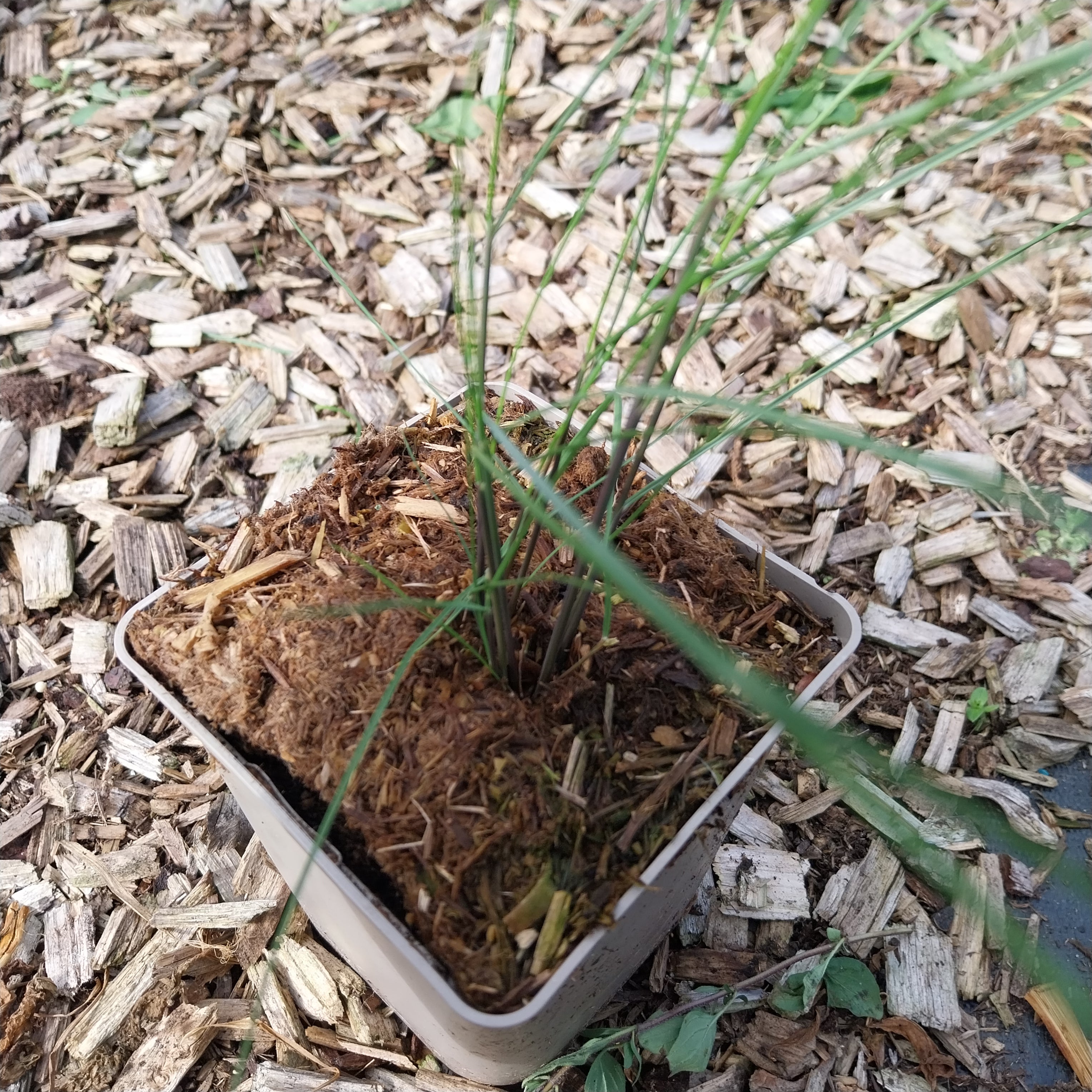 Muhlenbergia capillaris  Rosa Haargras