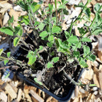 Nepeta × faassenii ‘Walker’s Low’ – Traubige Garten-Katzenminze im Topf