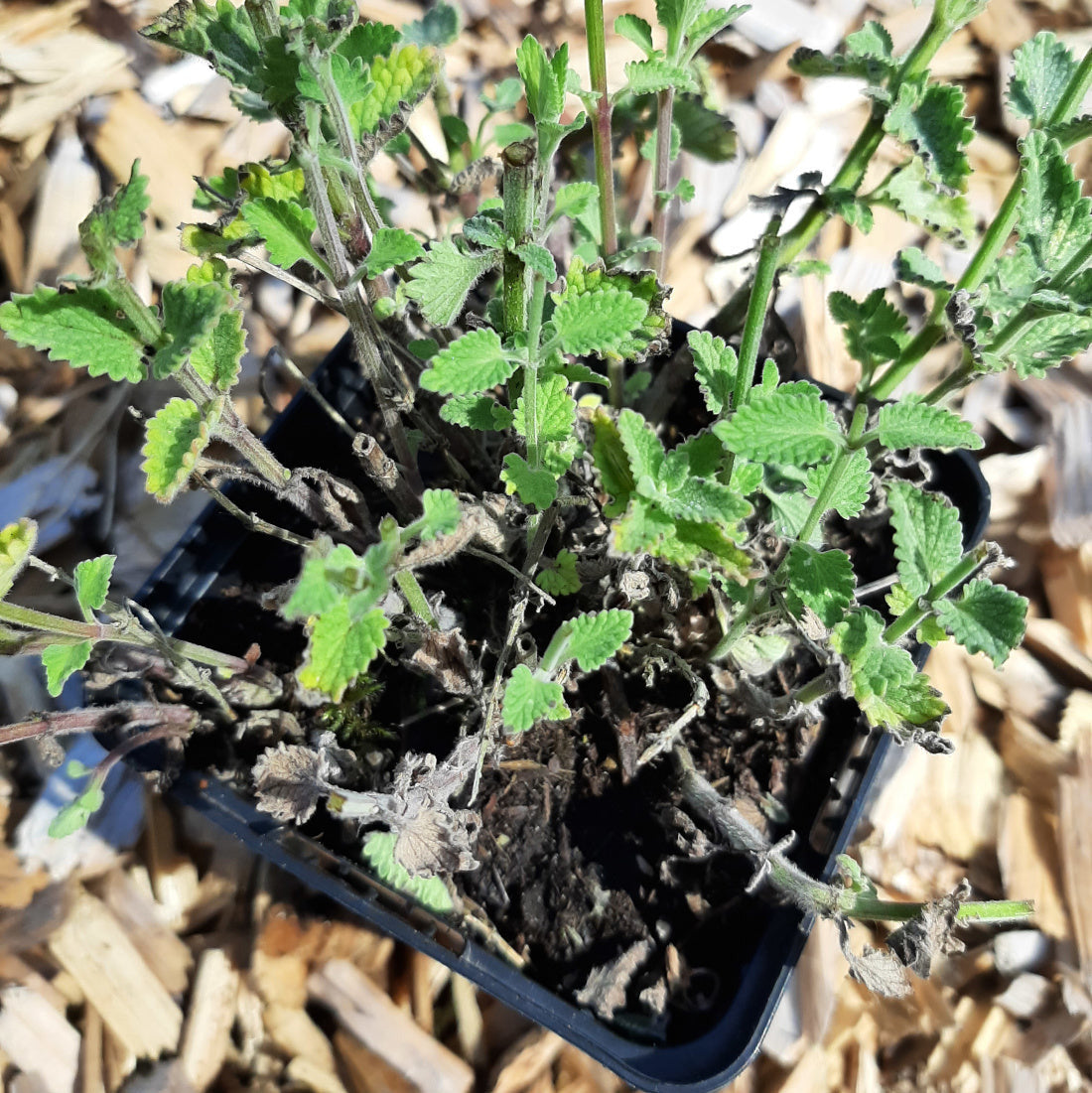 Nepeta × faassenii ‘Walker’s Low’ – Traubige Garten-Katzenminze im Topf