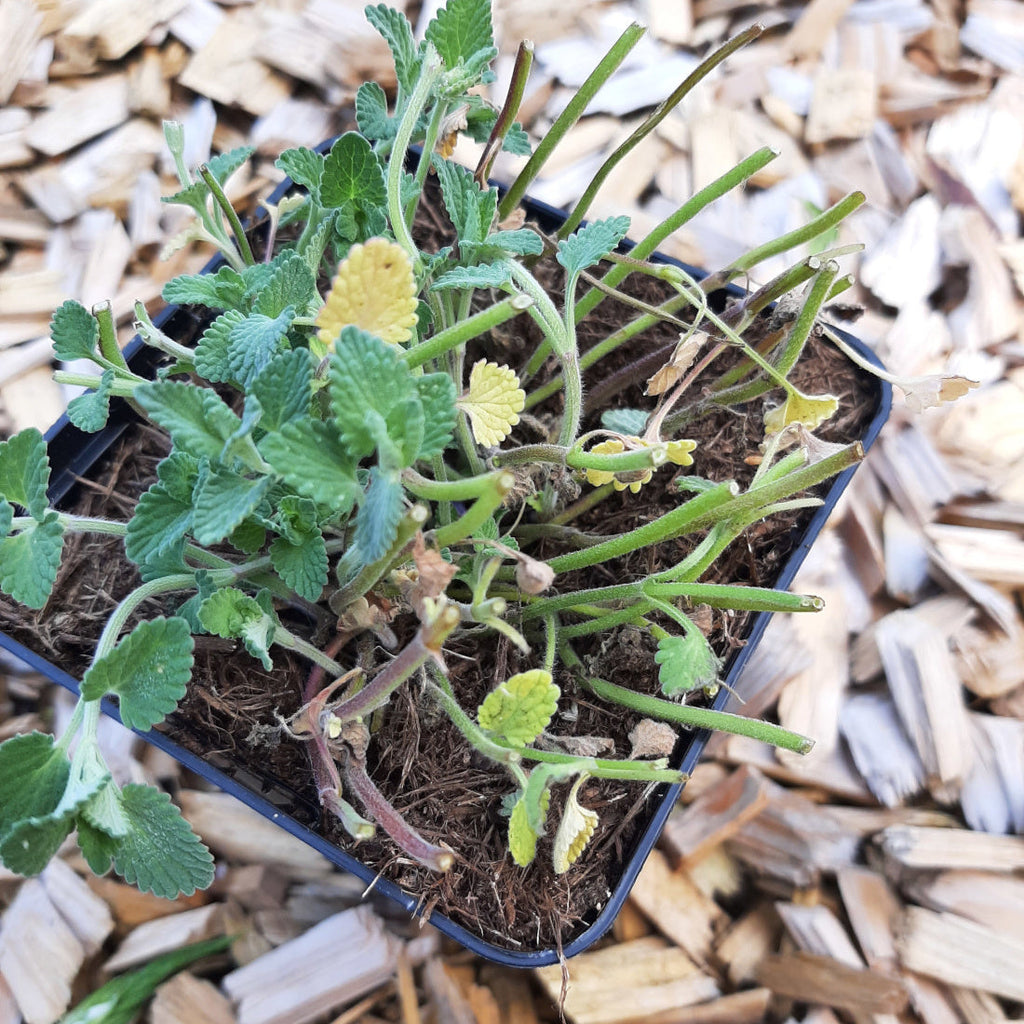 Nepeta racemosa – Traubige Katzenminze