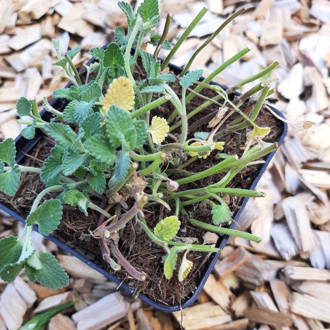 Nepeta racemosa – Traubige Katzenminze