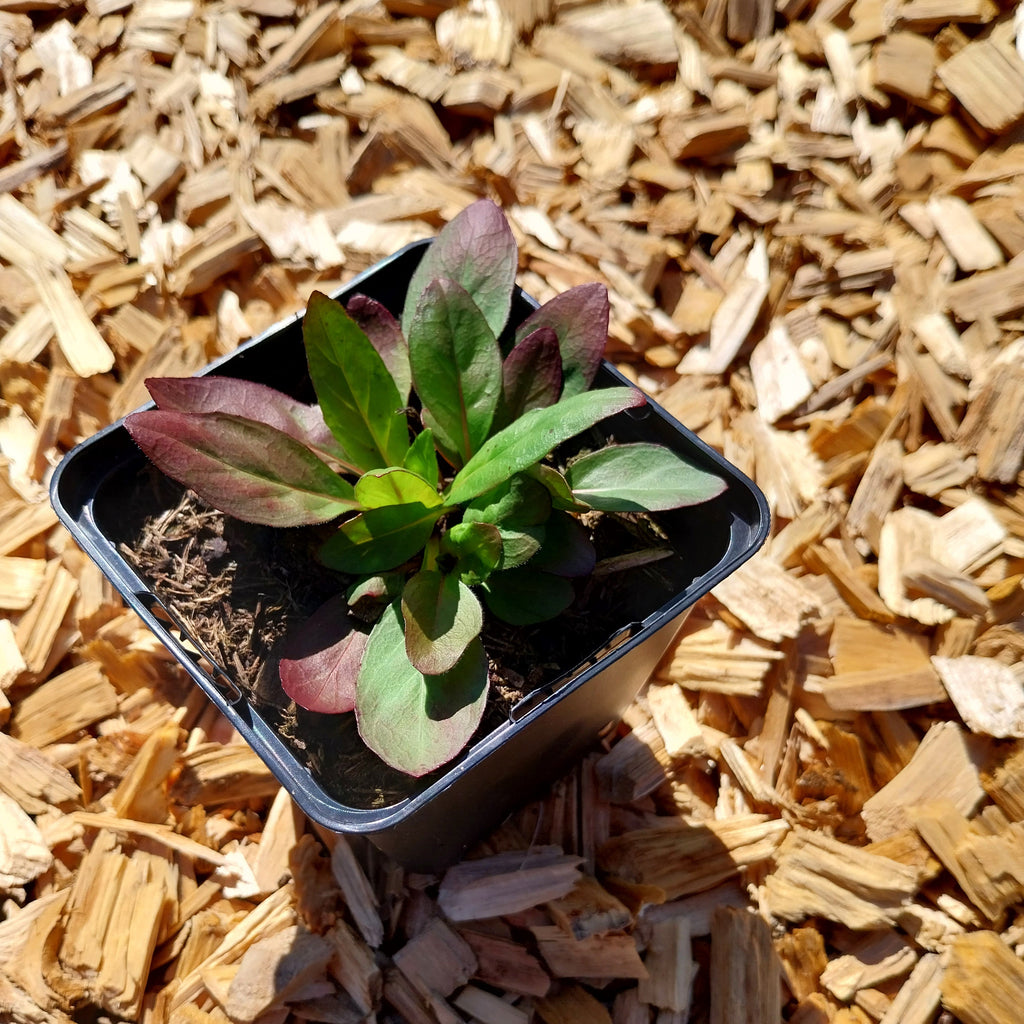 Oenothera tetragona ‘Sonnenwende’