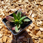 Oenothera tetragona ‘Sonnenwende’