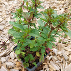 Origanum laevigatum 'Herrenhausen' Blüten-Dost
