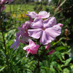 Phlox paniculata 'Elisabeth'