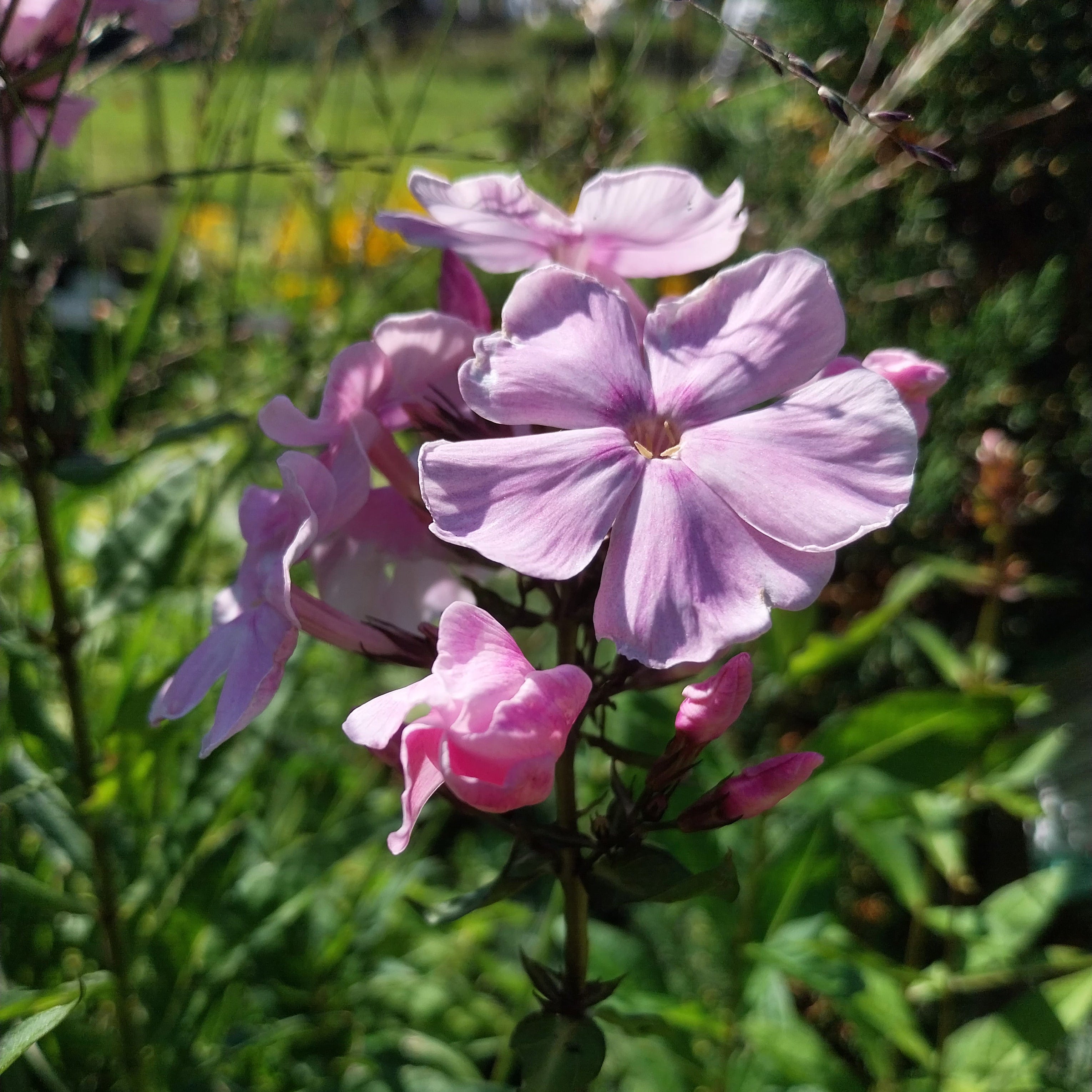 Phlox paniculata 'Elisabeth'
