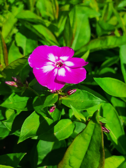 Phlox paniculata 'Laura' Hohe Flammenblume