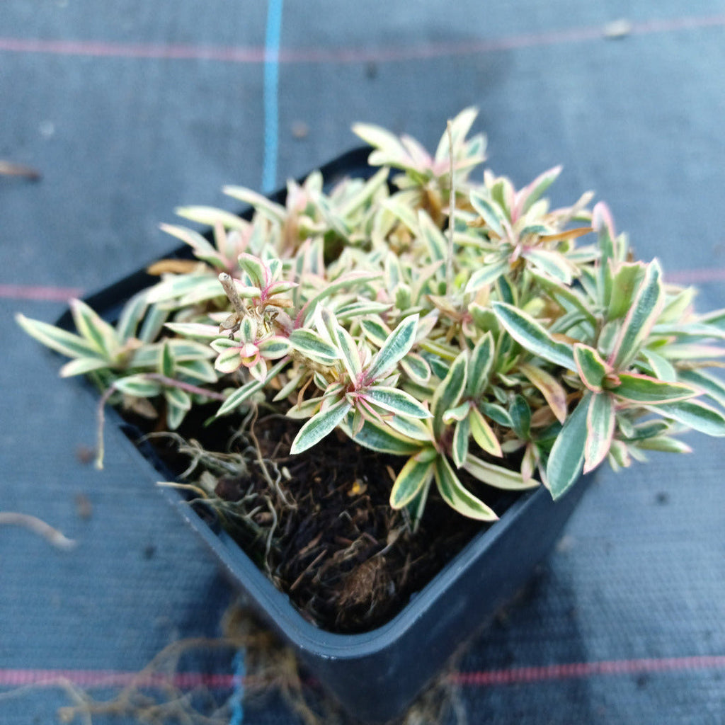 Phlox procumbens 'Variegata' Kriechende Flammenblume im Topf 