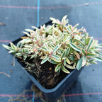 Phlox procumbens 'Variegata' Kriechende Flammenblume im Topf 