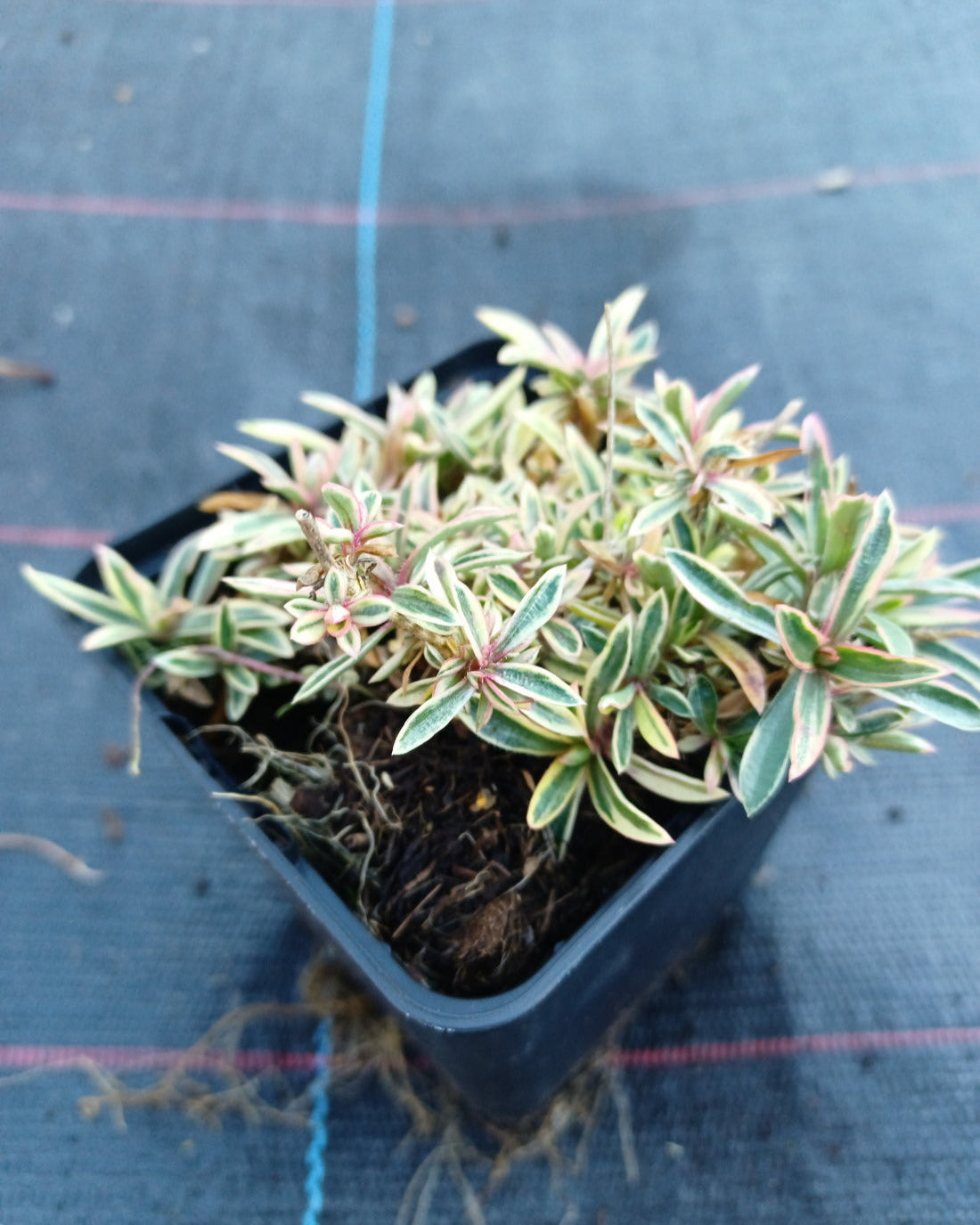 Phlox procumbens 'Variegata' Kriechende Flammenblume im Topf 