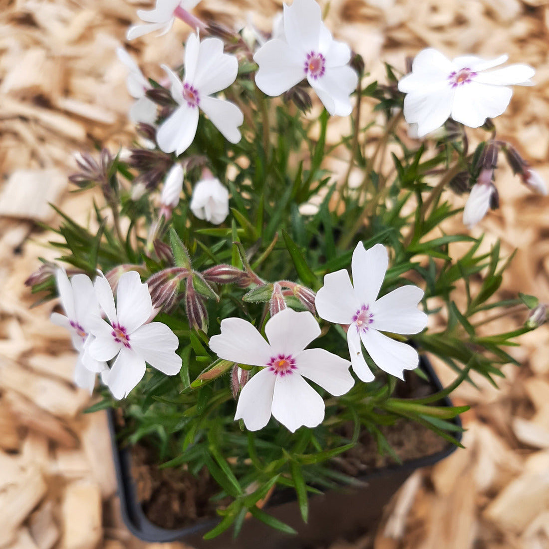 Phlox subulata 'Amazing Grace' Teppich-Flammenblume im Topf