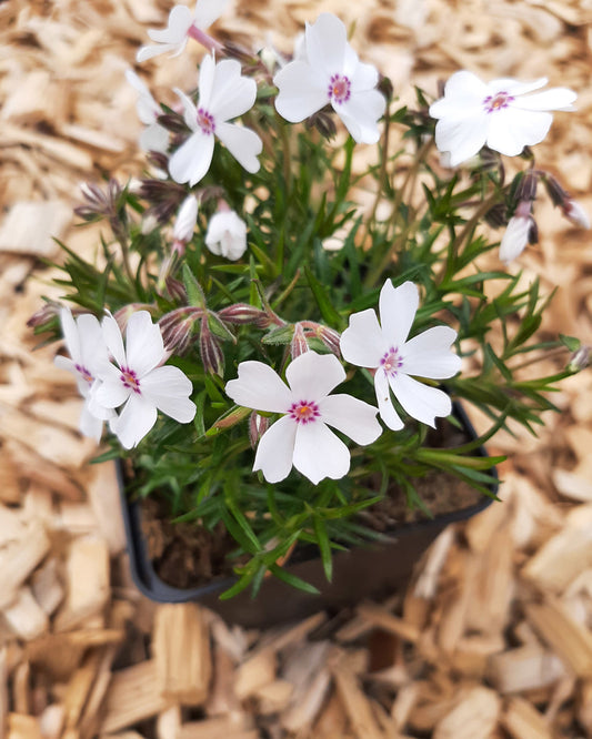 Phlox subulata 'Amazing Grace' Teppich-Flammenblume im Topf