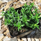 Phlox subulata 'Maischnee' Teppich-Flammenblume im Topf
