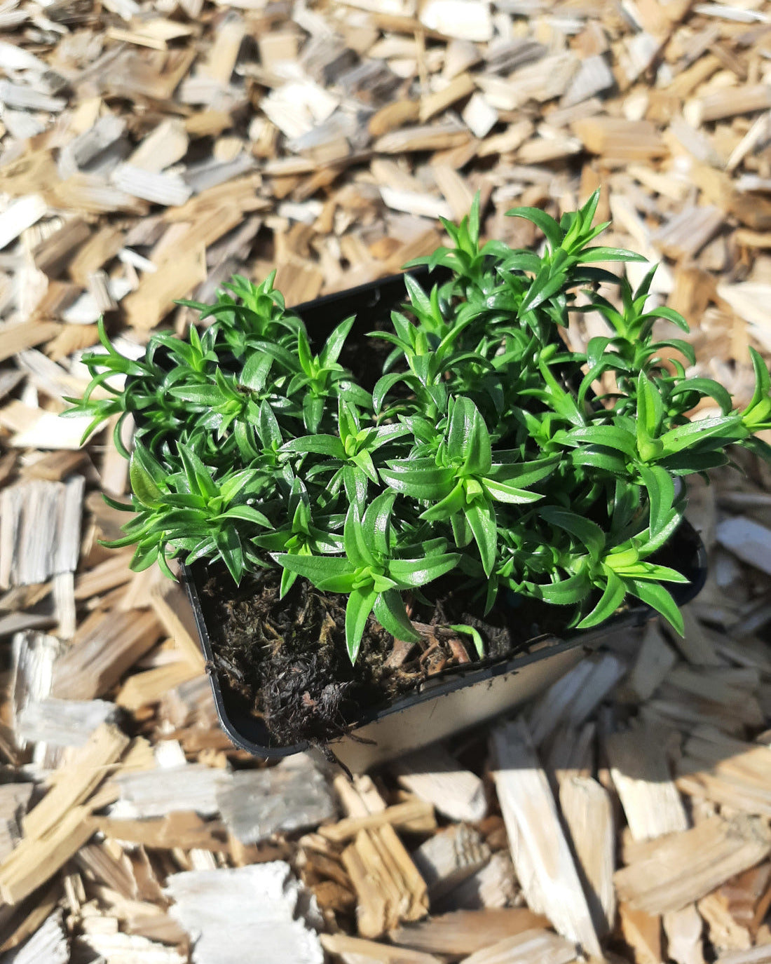 Phlox subulata 'Maischnee' Teppich-Flammenblume im Topf