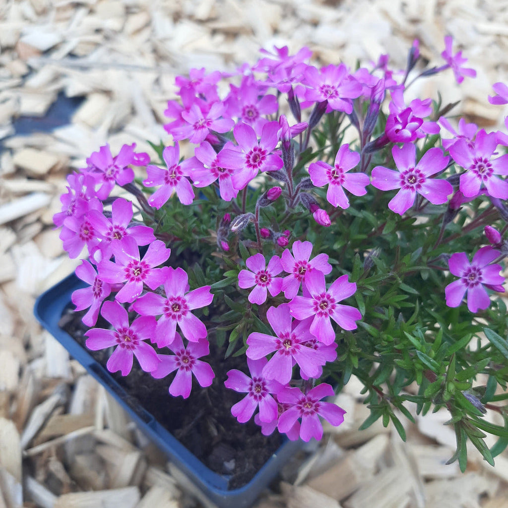 Phlox subulata 'Zwergenteppich' Teppich-Flammenblume im Topf