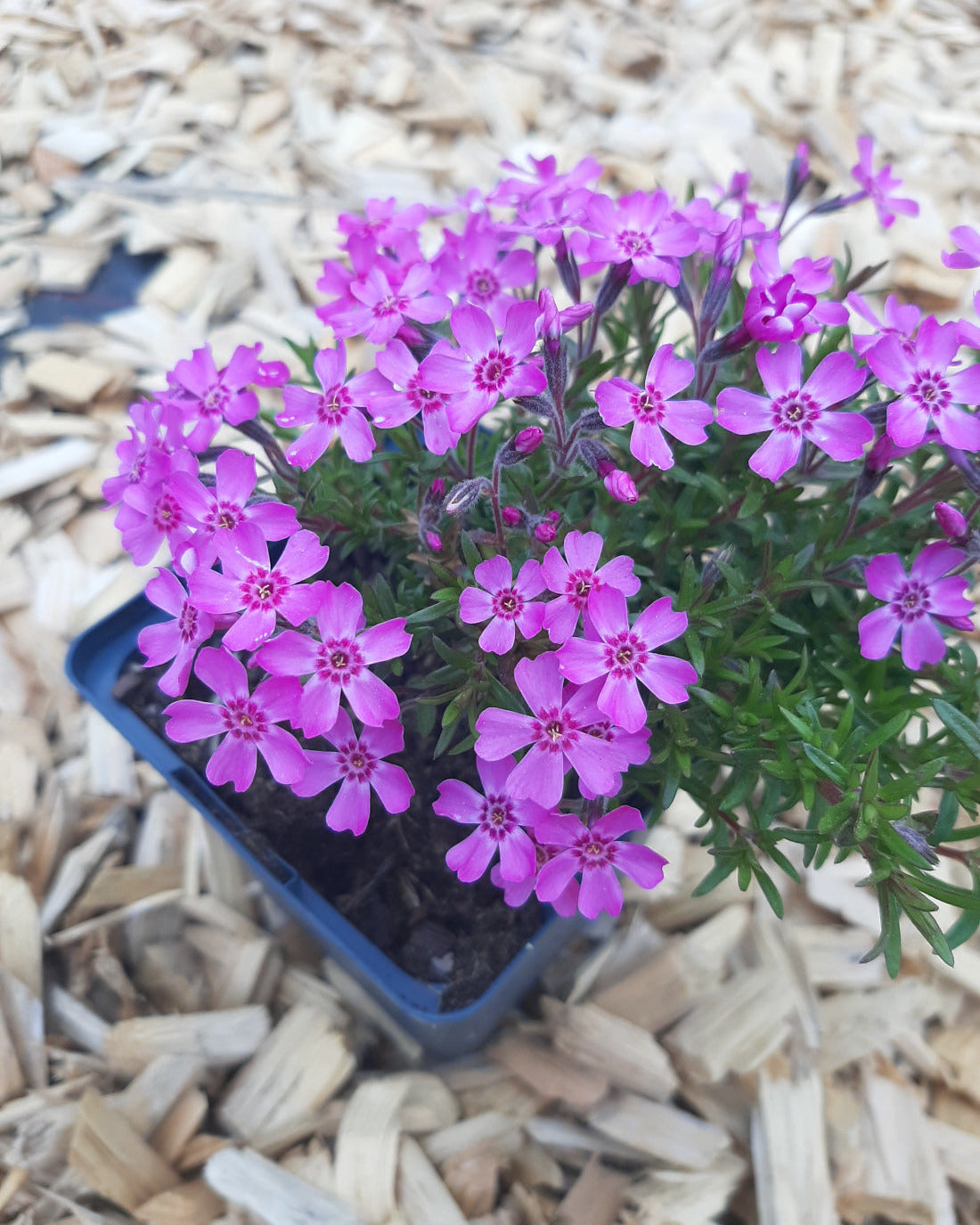 Phlox subulata 'Zwergenteppich' Teppich-Flammenblume im Topf