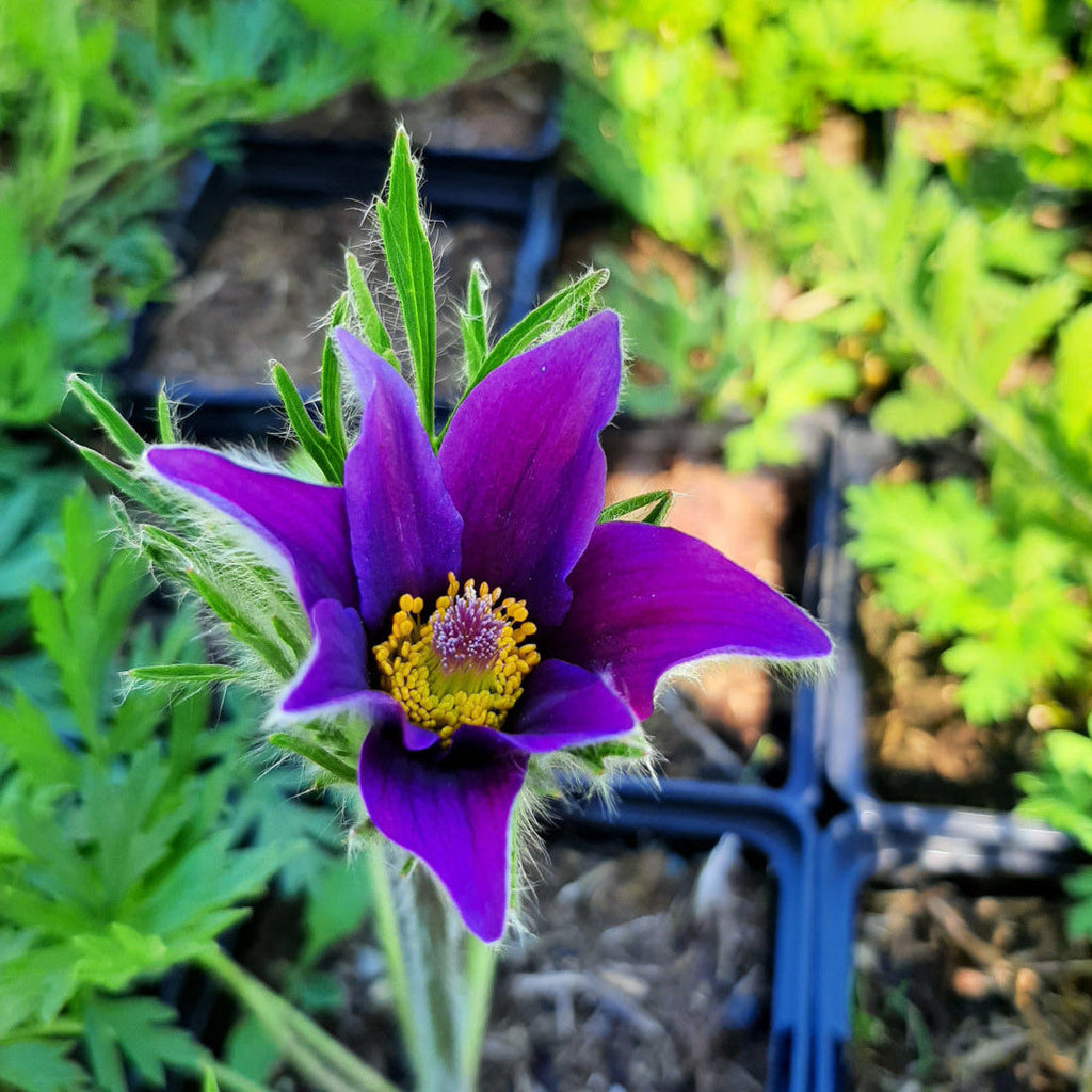 Pulsatilla vulgaris 'Blaue Glocke' Küchenschelle Blüte