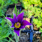 Pulsatilla vulgaris 'Blaue Glocke' Küchenschelle Blüte
