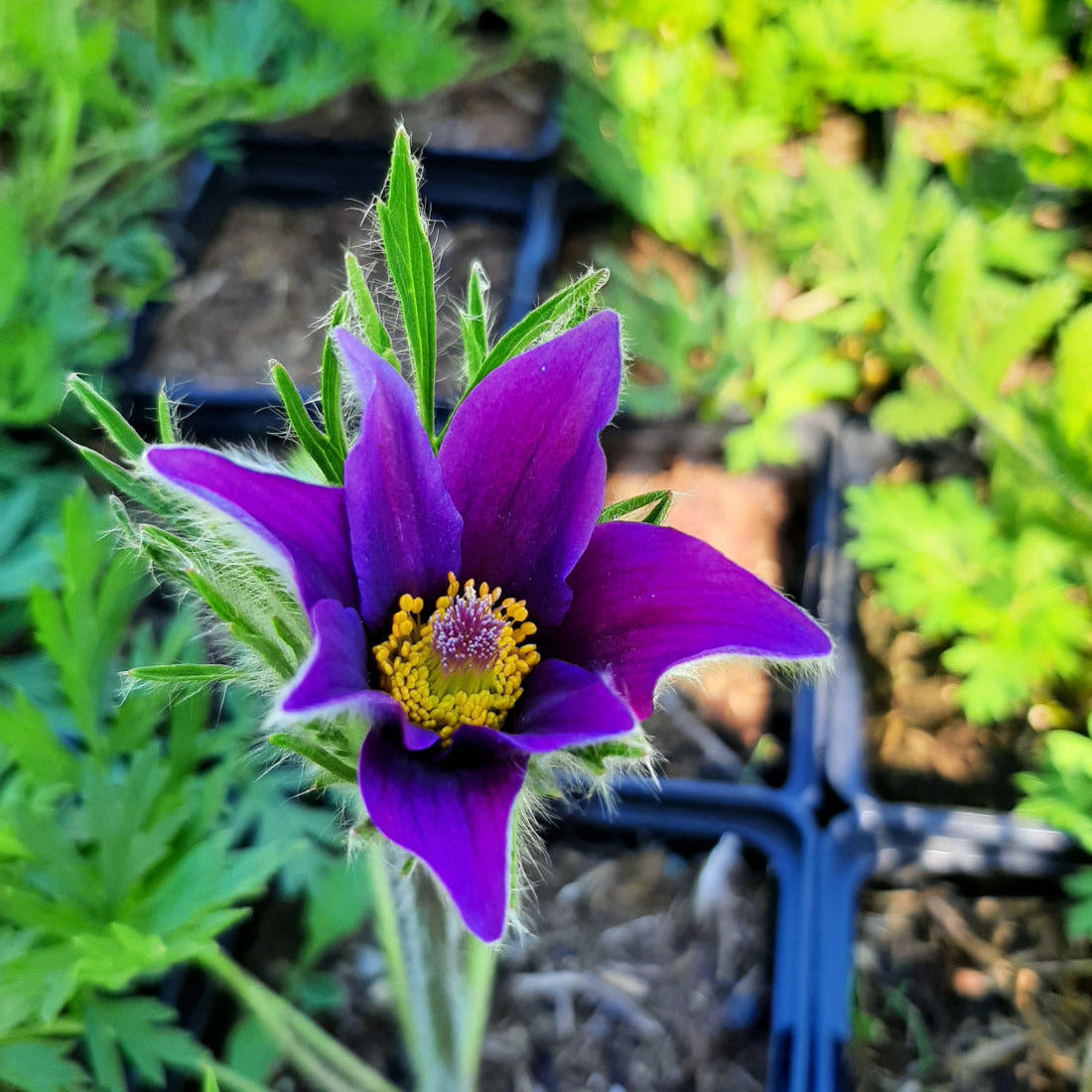 Pulsatilla vulgaris 'Blaue Glocke' Küchenschelle Blüte