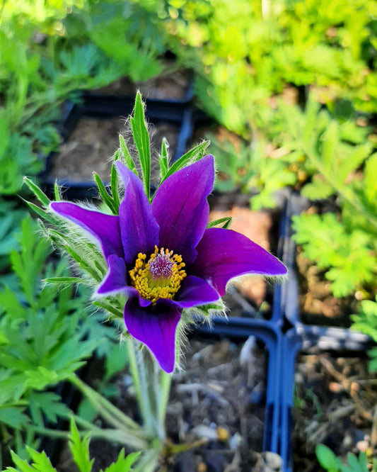 Pulsatilla vulgaris 'Blaue Glocke' Küchenschelle Blüte