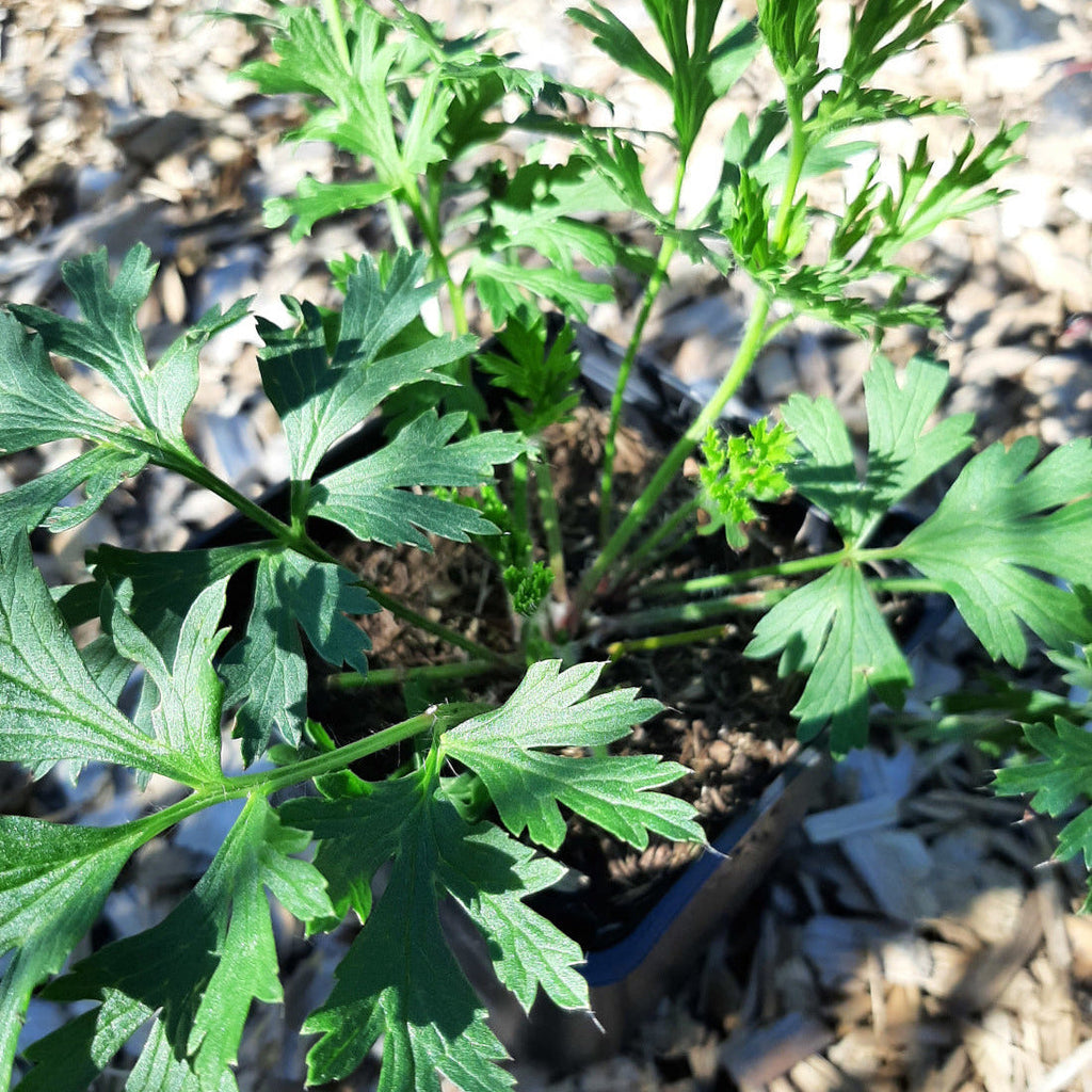 Pulsatilla vulgaris 'Rote Glocke' Kuhschelle, Küchenschelle im Topf
