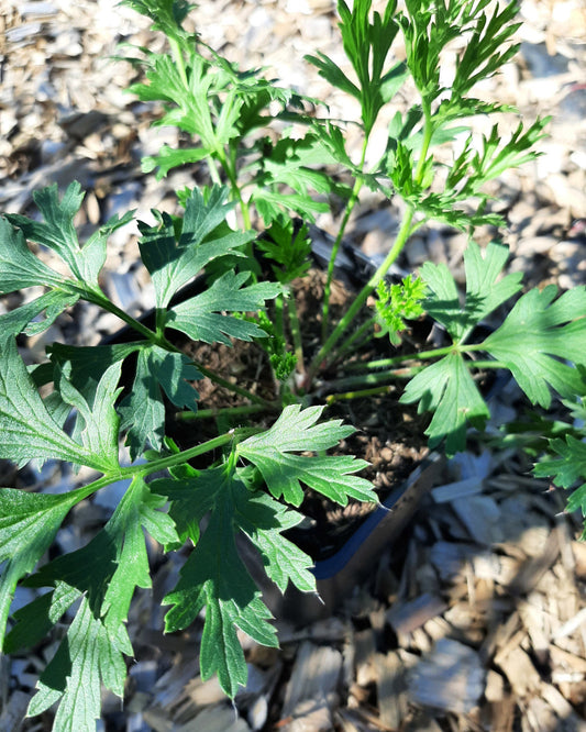 Pulsatilla vulgaris 'Rote Glocke' Kuhschelle, Küchenschelle im Topf