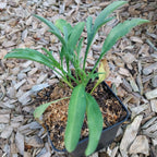 Ratibida columnifera fo. pulcherrima  Präriezapfenblume