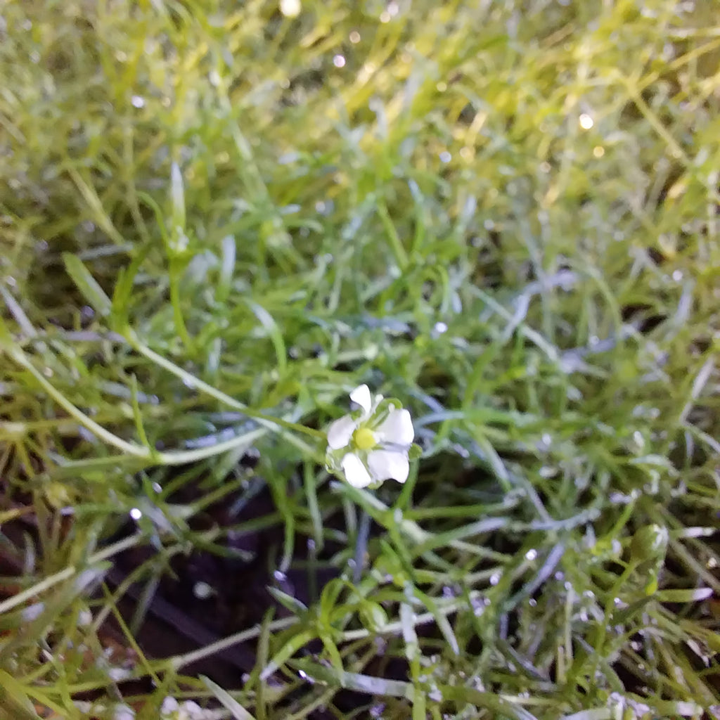 Sagina subulata Sternmoos / Pfriemen-Mastkraut