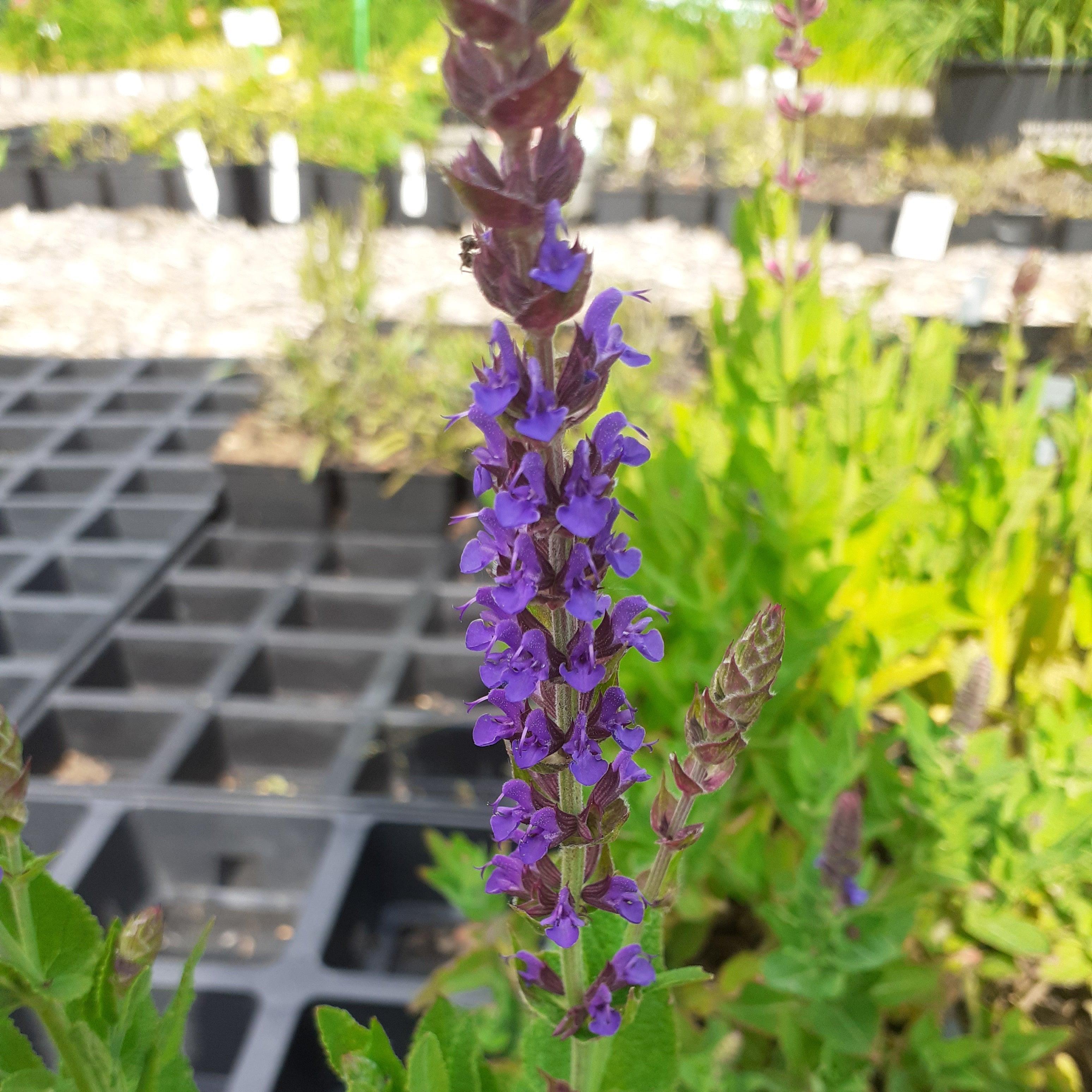 Salvia nemorosa 'Ostfriesland'