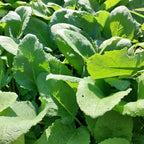 Salvia przewalskii Tibet-Salbei